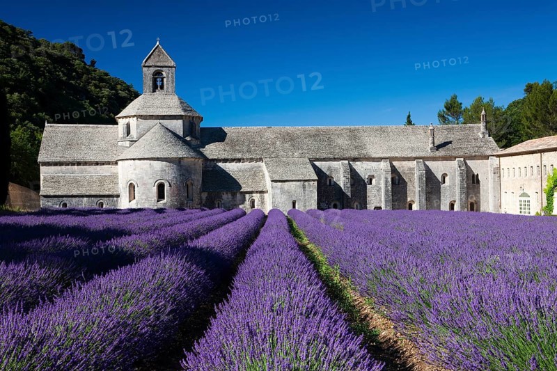 Cistercian abbey Abbaye Notre-Dame de Senanque with lavender field