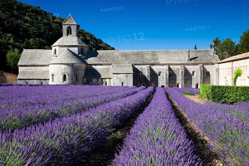Cistercian abbey Abbaye Notre-Dame de Senanque with lavender field