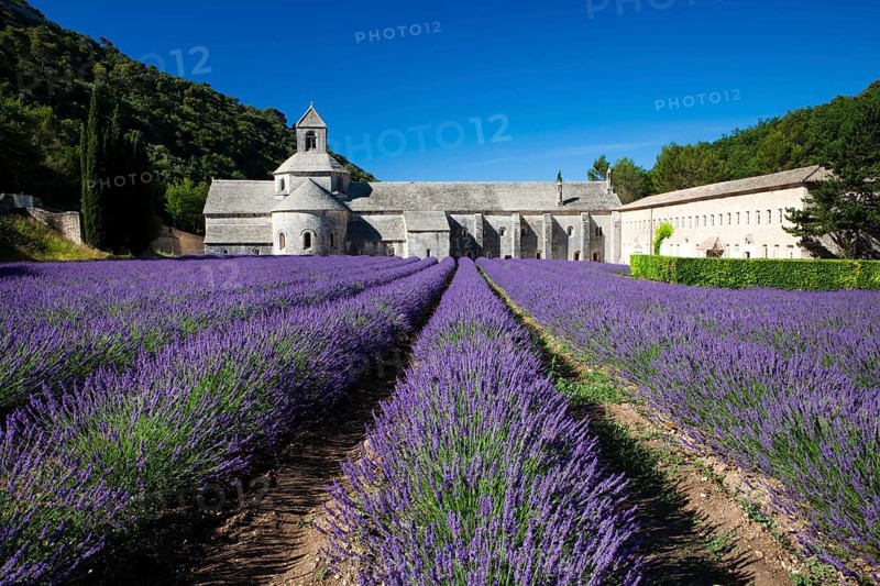 Cistercian abbey Abbaye Notre-Dame de Senanque with lavender field