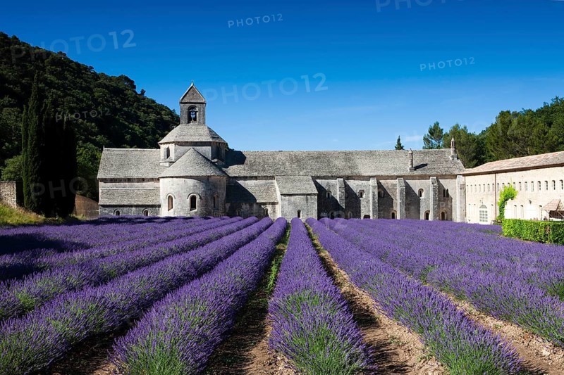 Cistercian abbey Abbaye Notre-Dame de Senanque with lavender field