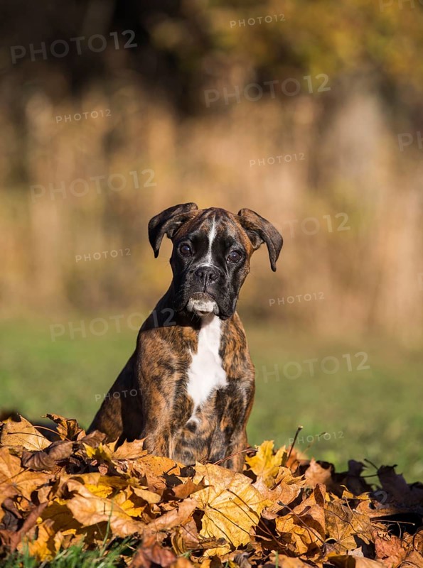 Boxer puppy sitting in autumn leaves