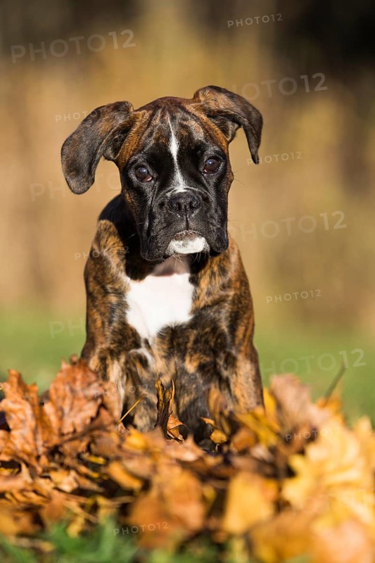 Boxer puppy sitting in autumn leaves