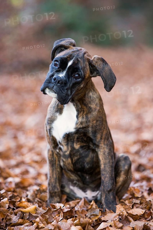 Boxer puppy sitting in autumn leaves