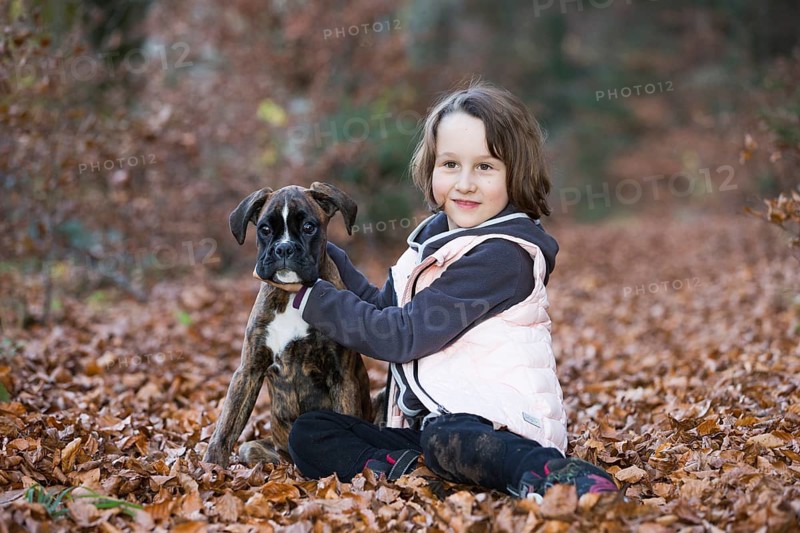 Boxer puppy sitting with little girl in autumn leaves