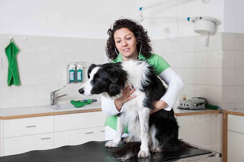 Veterinarian