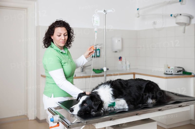 Veterinarian