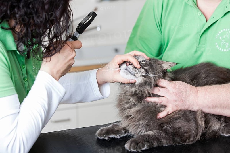 Veterinarian