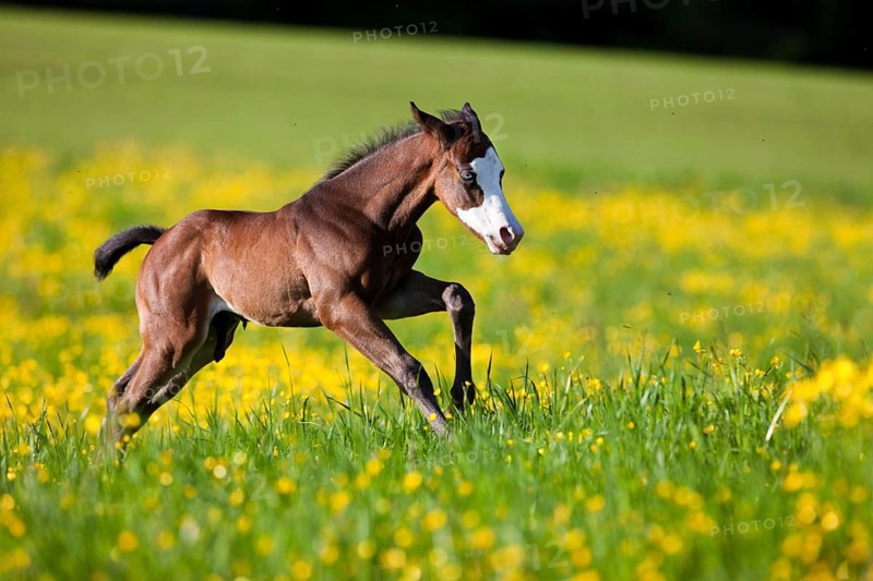 Paint Horse