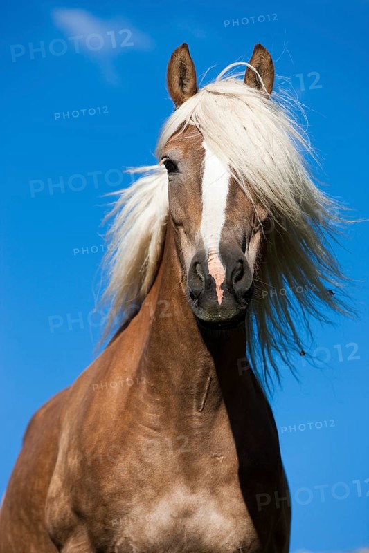 Haflinger