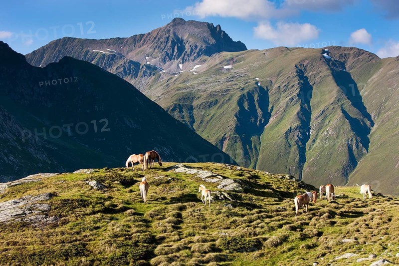 Haflinger on the mountain pasture