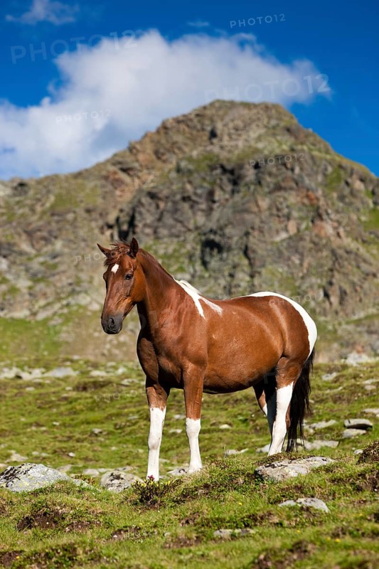 Pinto warmblood in the alps