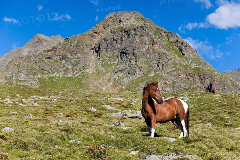 Pinto warmblood in the alps