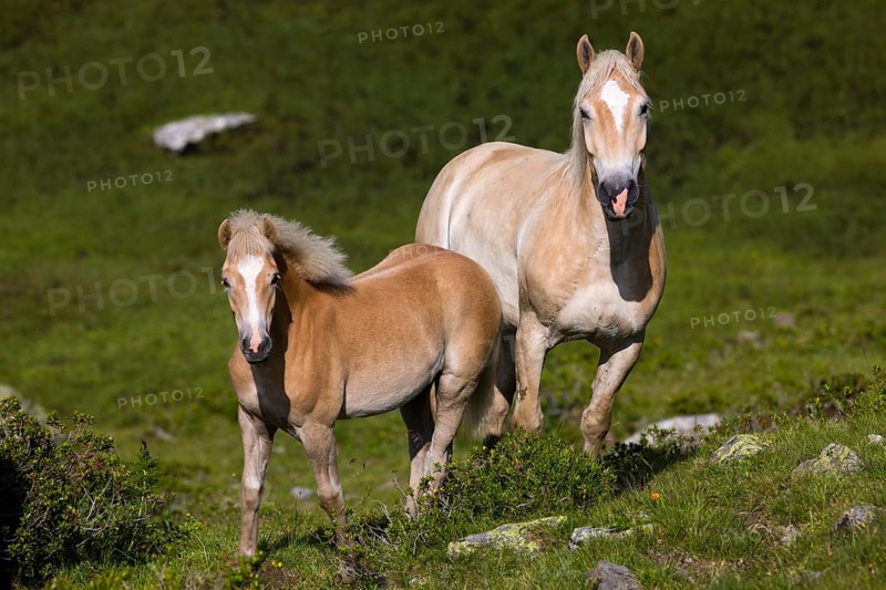 Haflinger horses on pasture