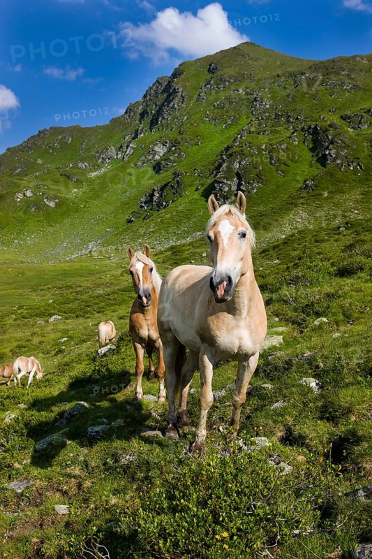 Haflinger horses on the pasture
