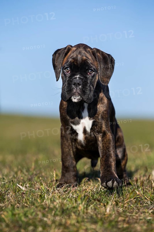 Boxer puppy