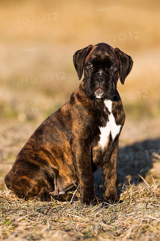 Boxer puppy