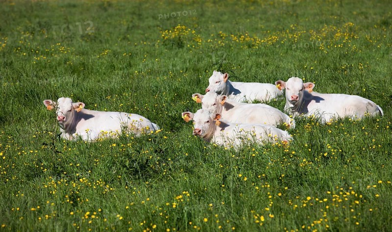Charolais cattle