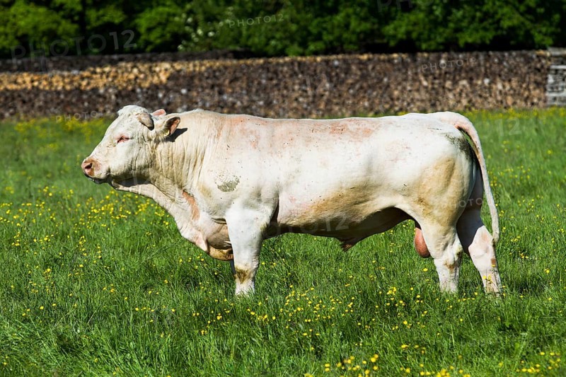 Charolais Cattle