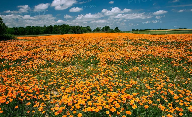 Field of blooming California poppy