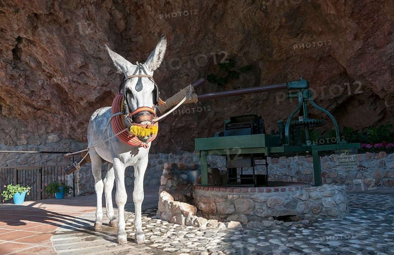 Donkey-powered olive press