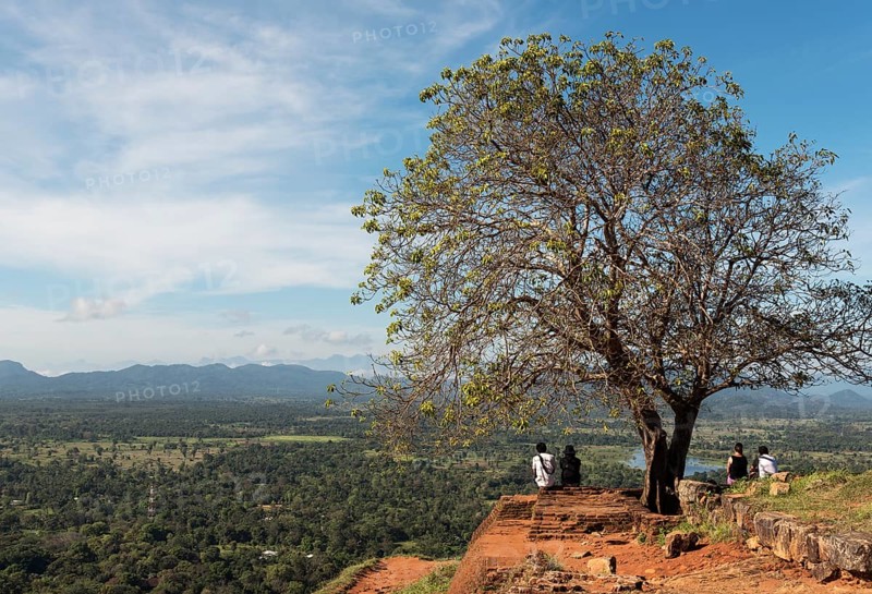 Tree on top of Sigiriya or Lion Rock