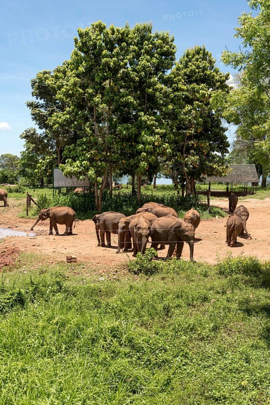 Indian Elephants