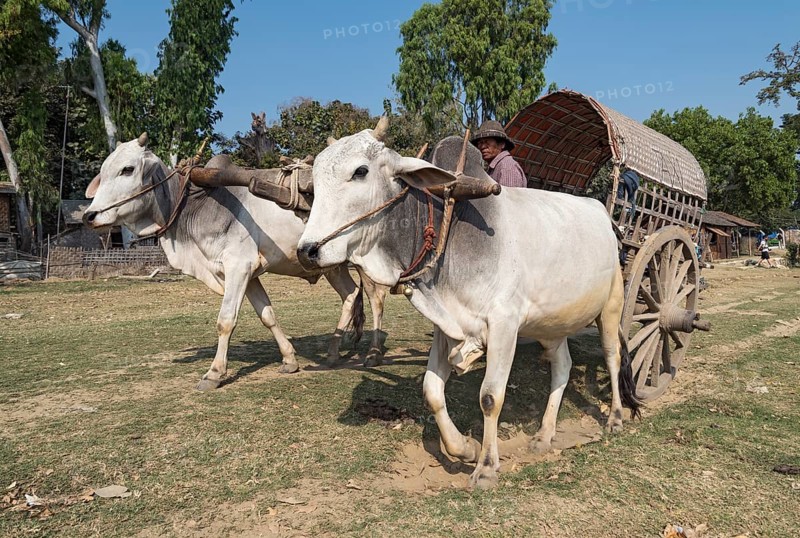 Bullock cart