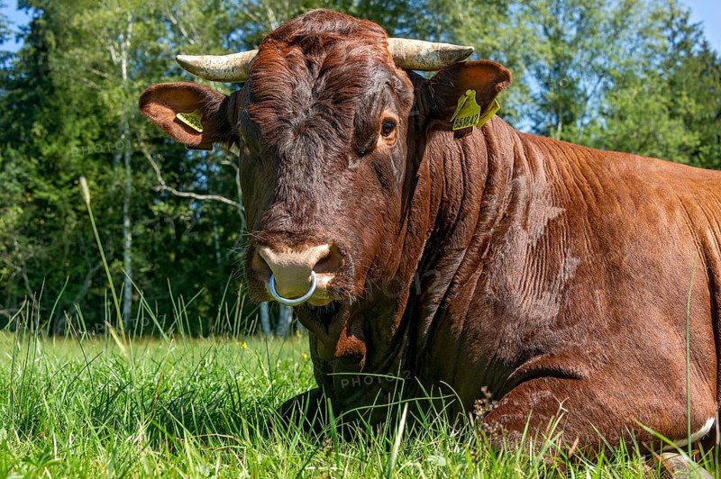 Brown and white spotted bull with nose ring lying in the pasture