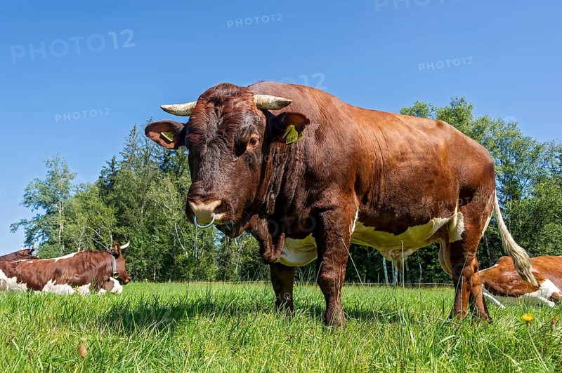 Brown and white spotted bull with nose ring in the pasture