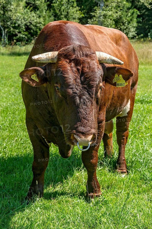 Brown and white spotted bull with nose ring in the pasture