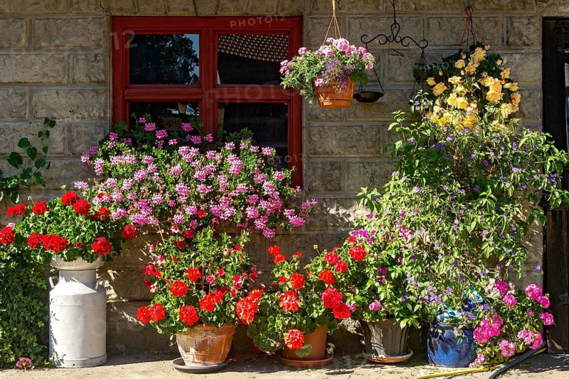 Geraniums