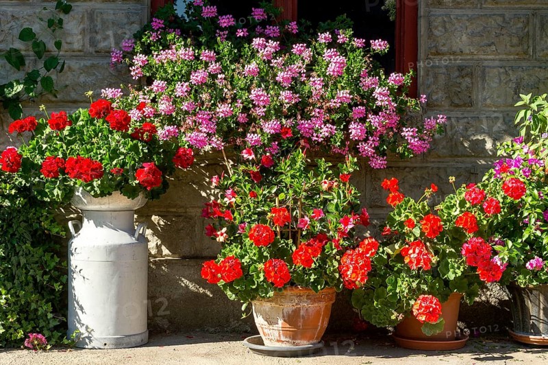 Geraniums