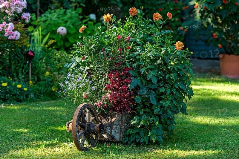 Old wheelbarrow planted with flowers in a cottage garden