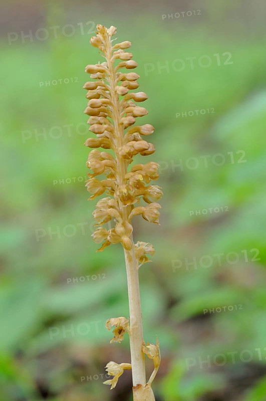 Bird's-nest Orchid