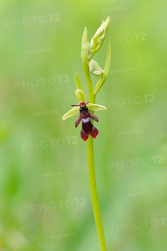 Fly Orchid
