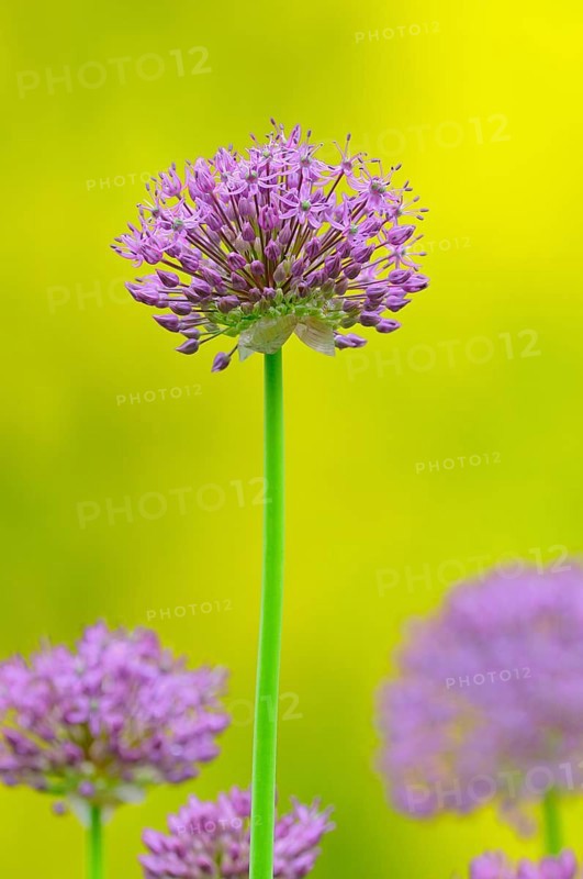 Persian Onion or Star of Persia