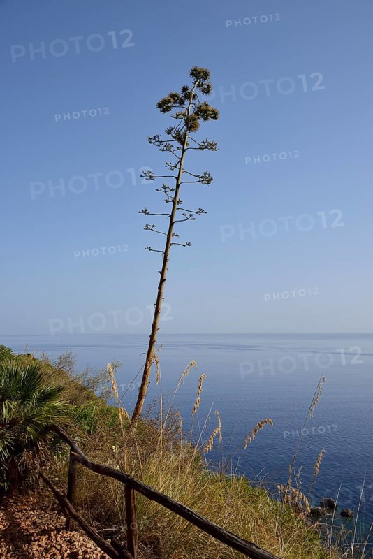 Flowering agave on coastal footpath