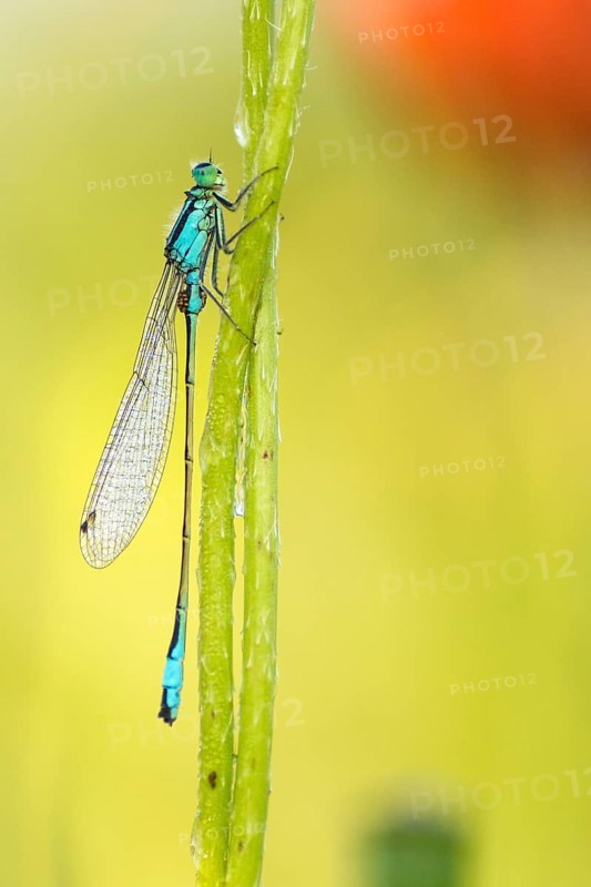 Common blue damselfly
