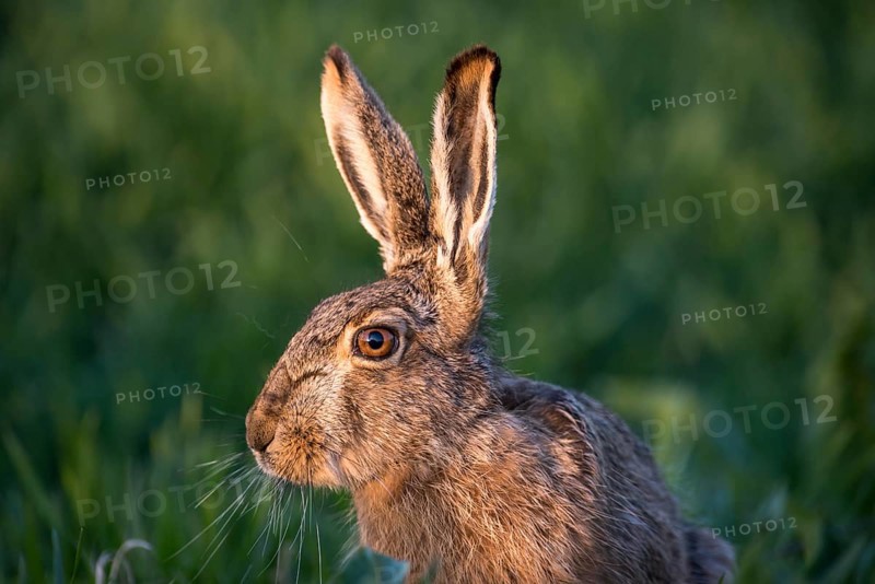 Hare