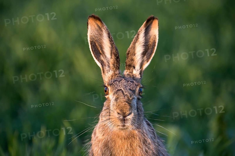Hare