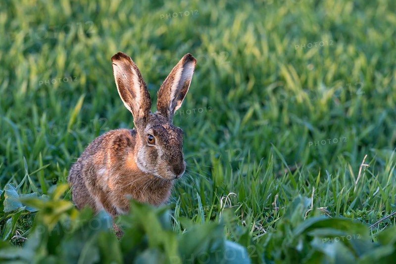 Hare