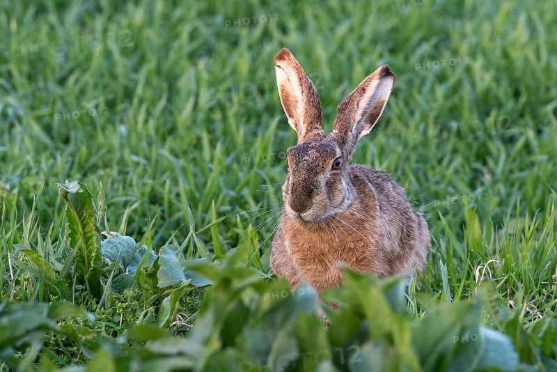 Hare