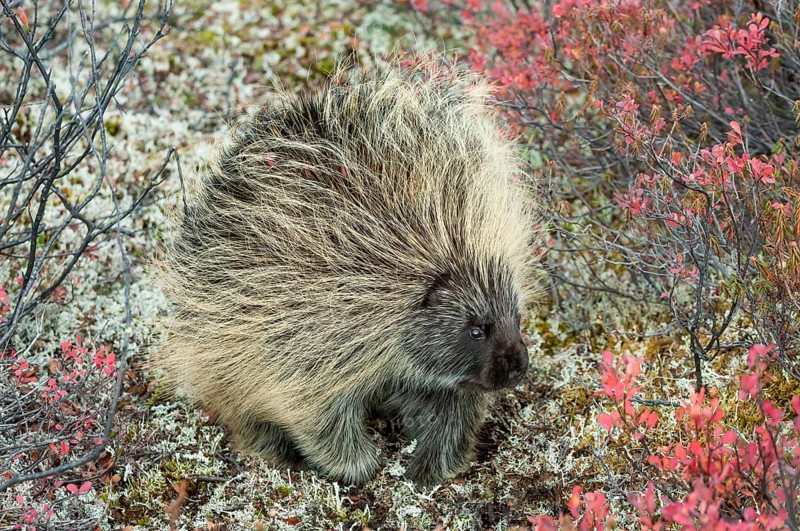 North American Porcupine