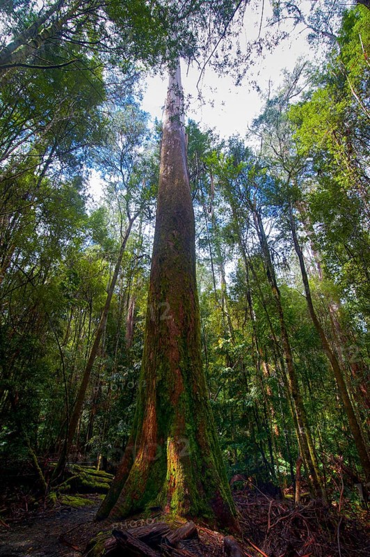 Tall trees