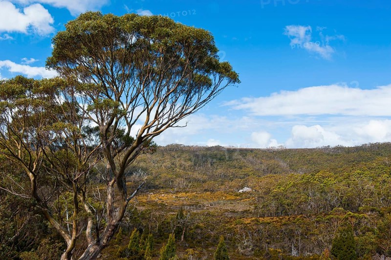 Landscape in the Mount Field National Park