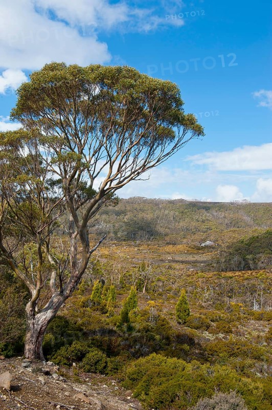 Landscape in the Mount Field National Park