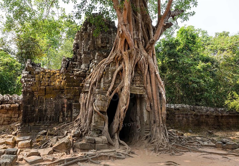 Roots of a Strangler Fig