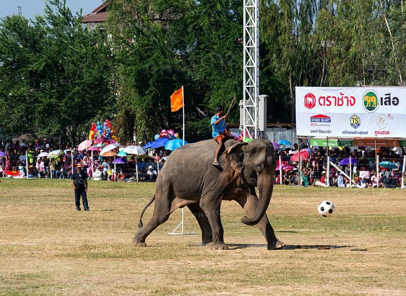 Elephant playing soccer