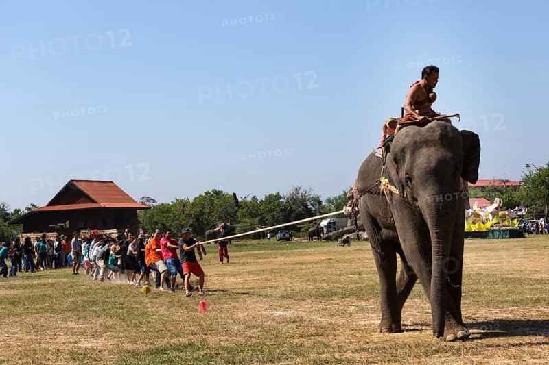 Tug of war with elephant and tourists at the Elephant Festival