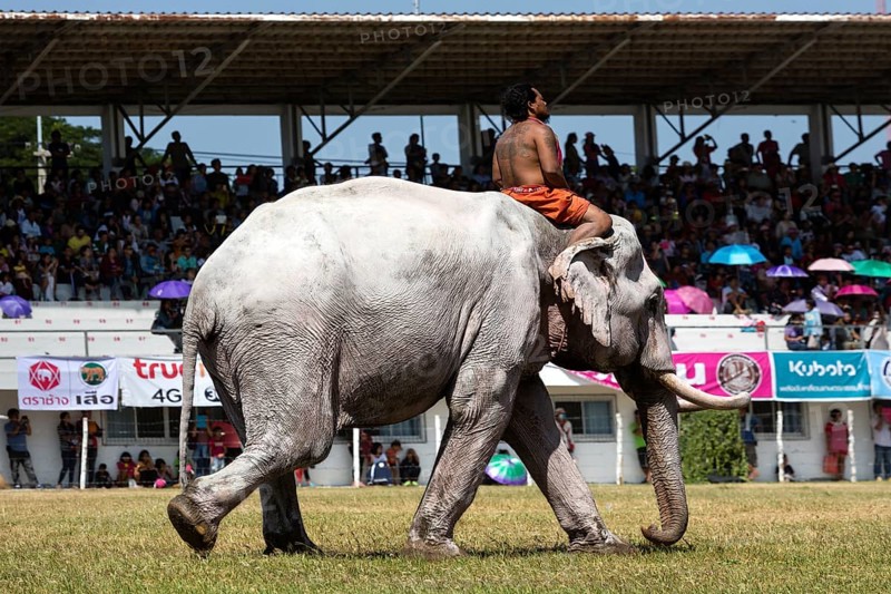 White elephant at the Elephant Festival